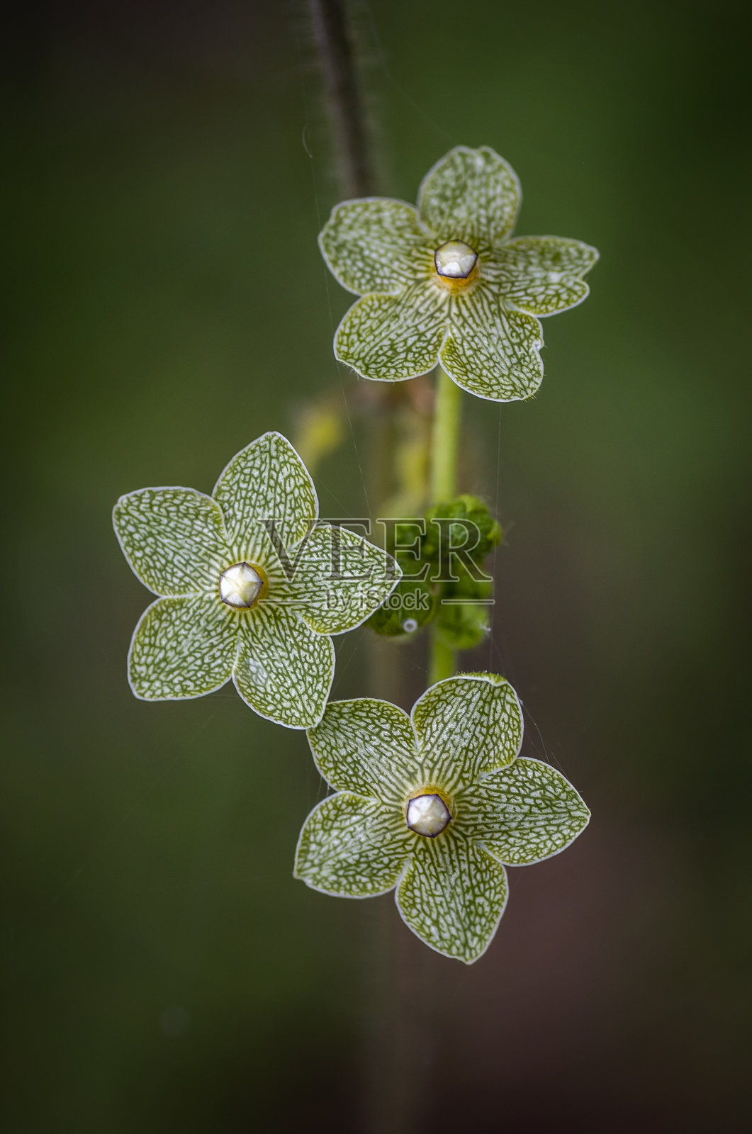 珍珠乳草野花照片摄影图片