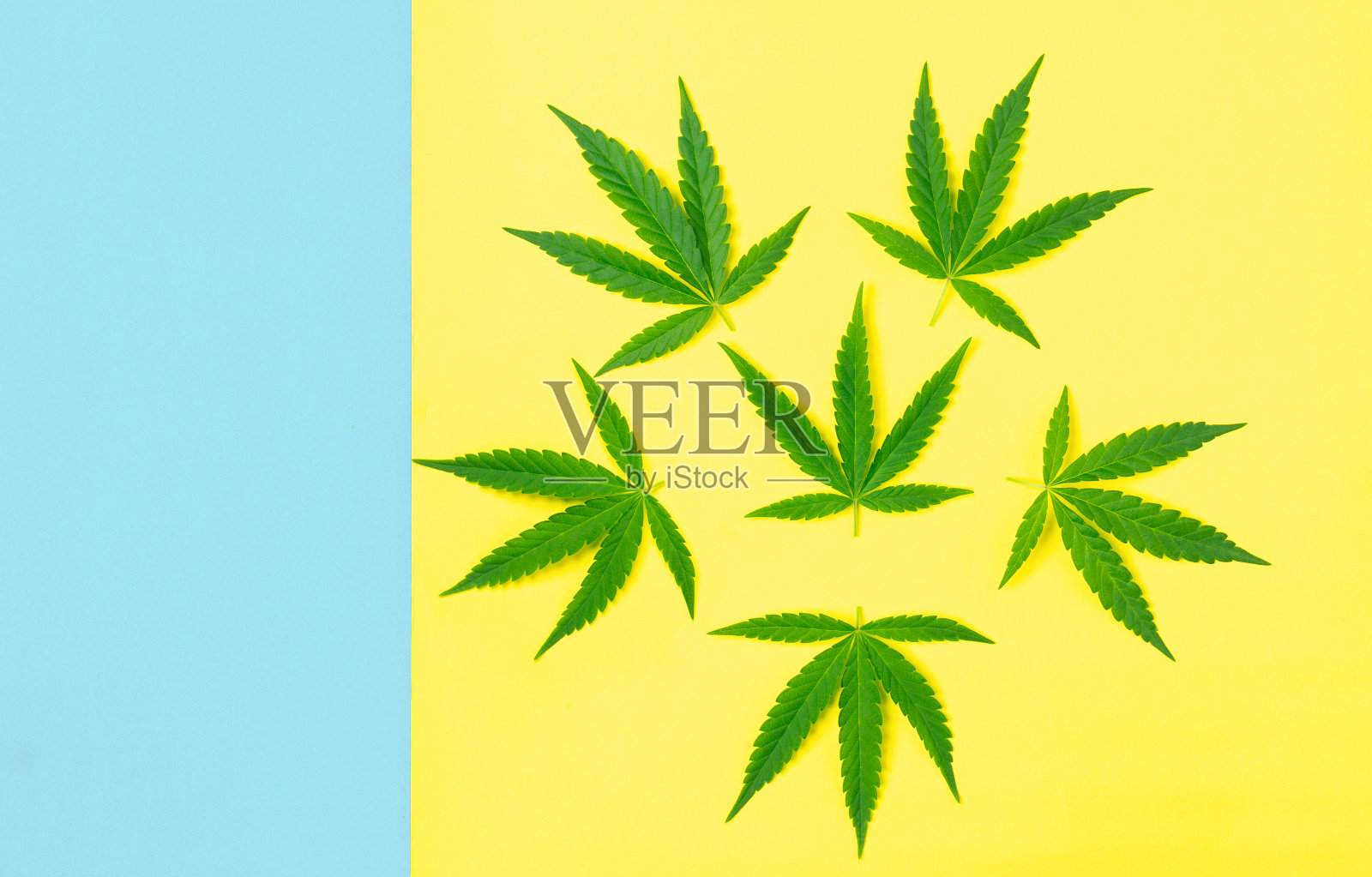 大麻树黄蓝色背景上有复制区域，俯视图照片摄影图片
