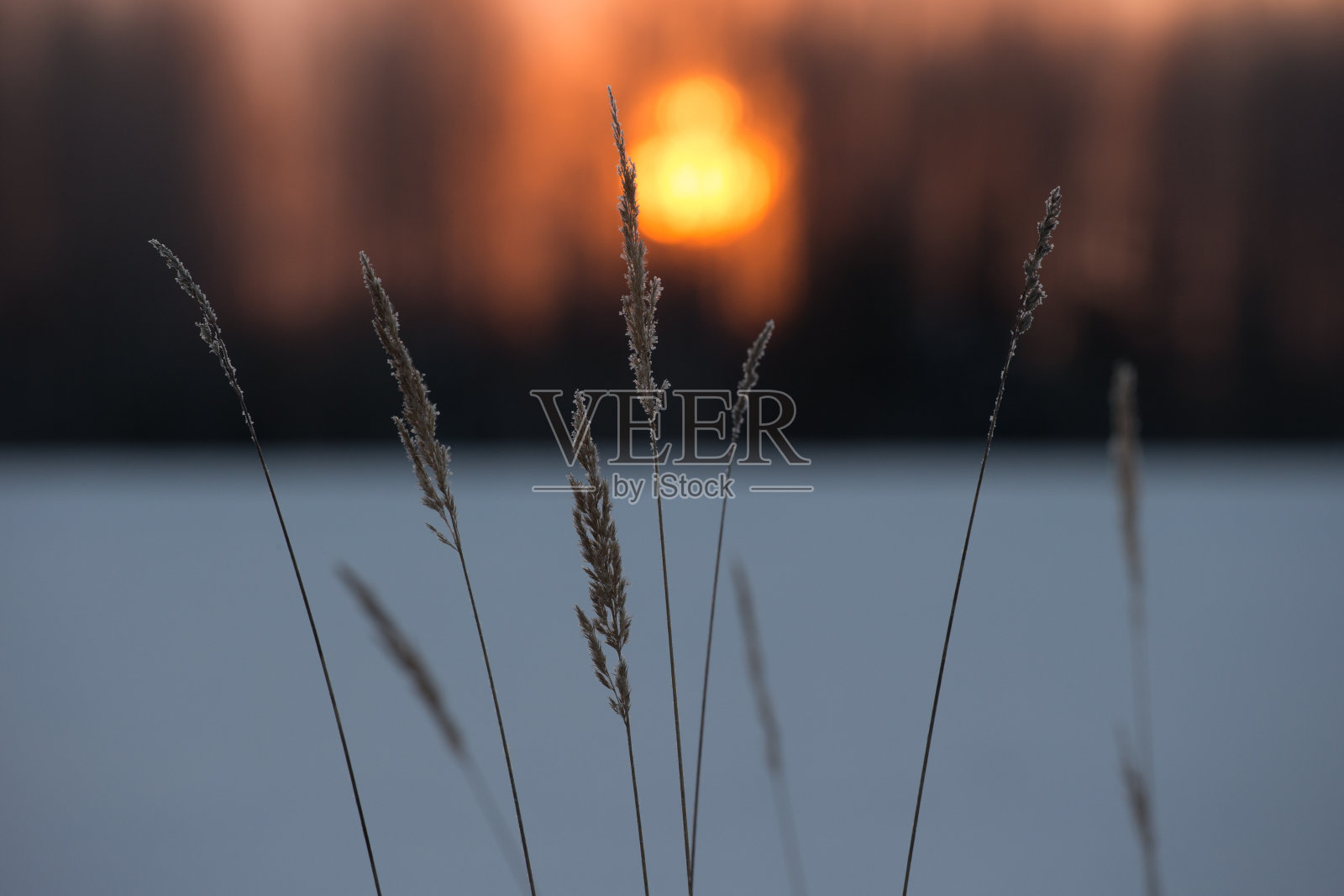 芦苇和日出的特写照片摄影图片