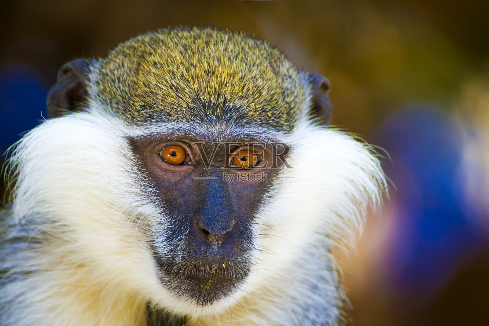 长尾黑颚猴猴。模糊的背景。猴子肖像。照片摄影图片