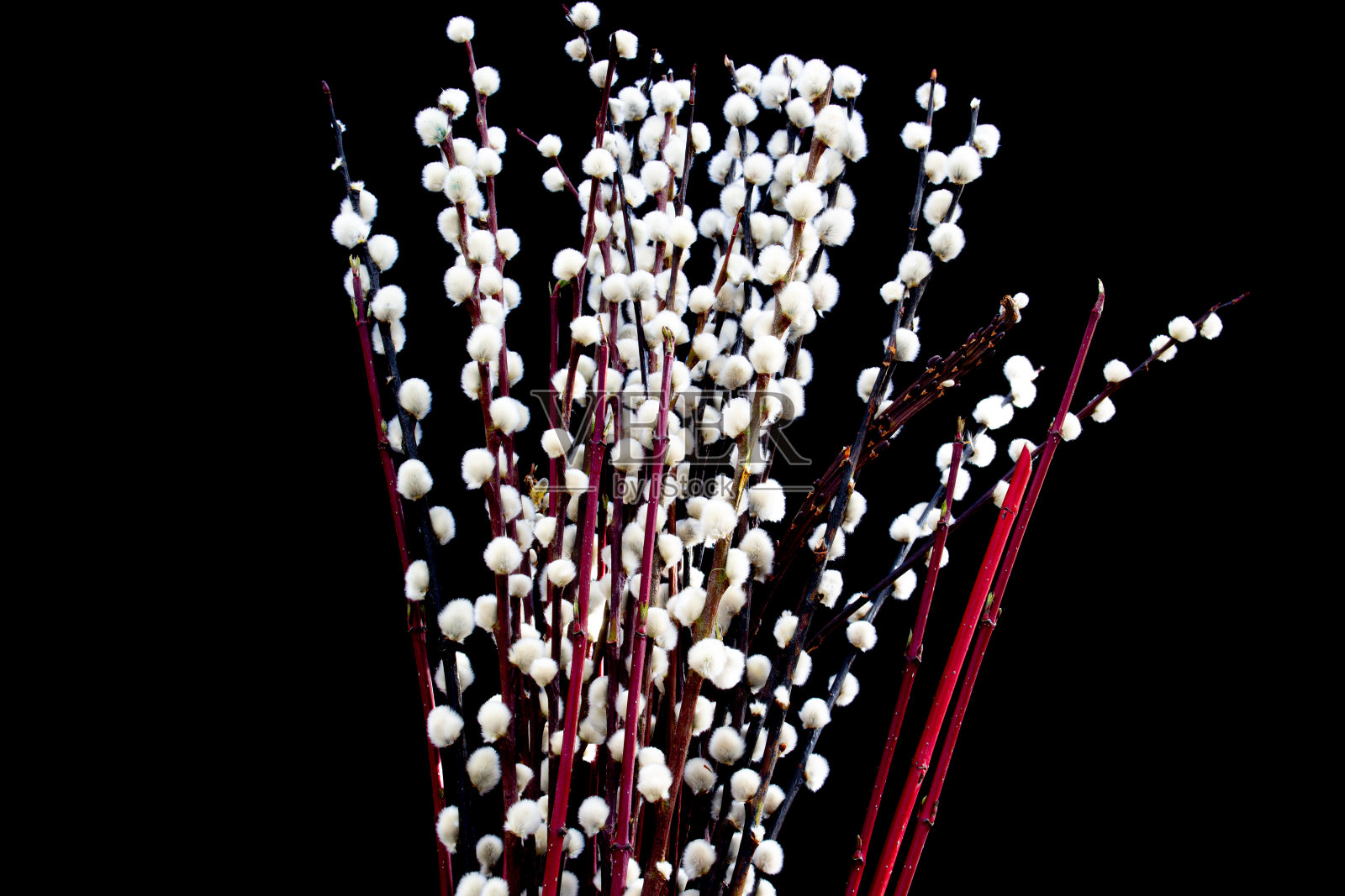 孤立在黑色背景上的柳树，灰杨照片摄影图片