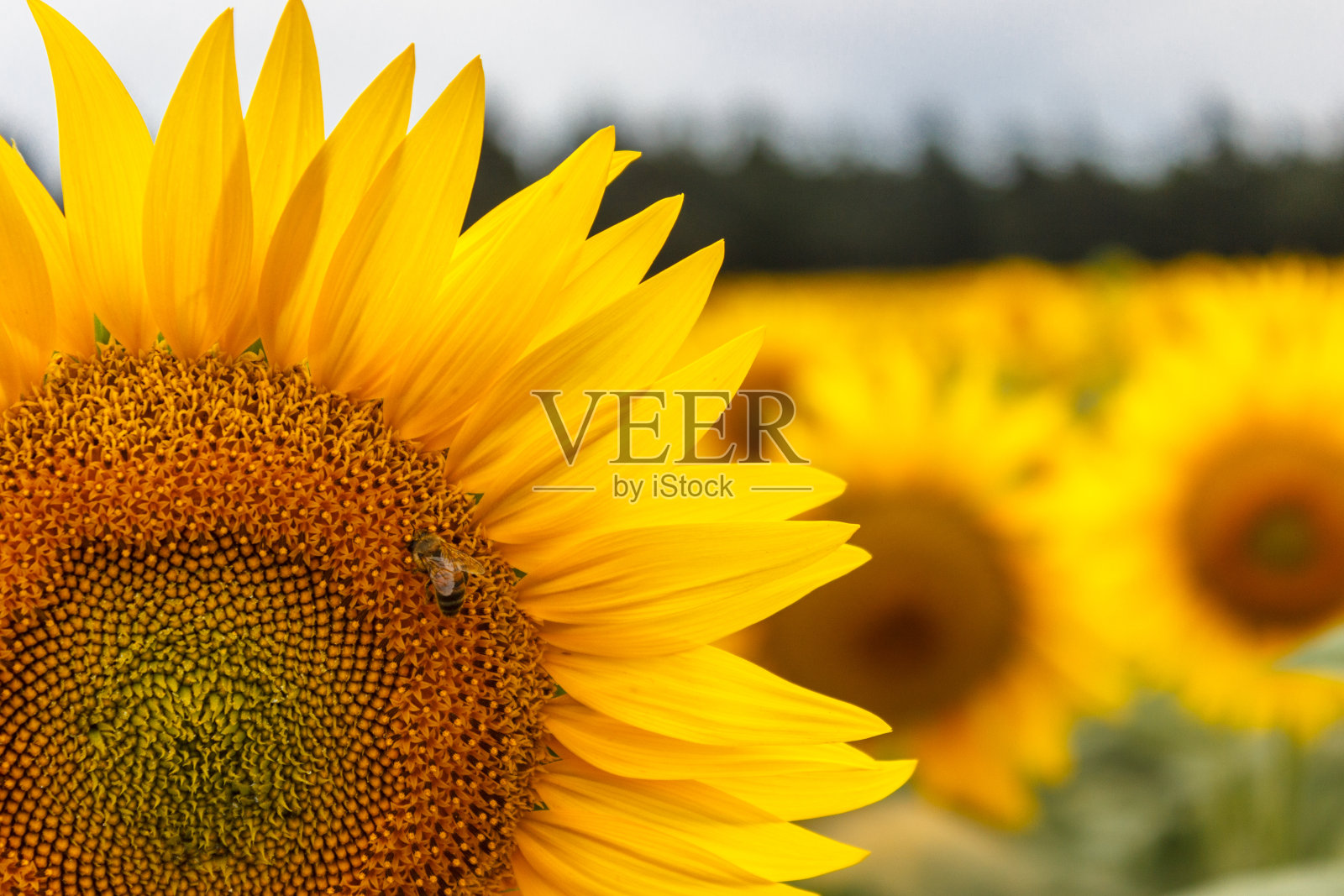 蜜蜂在向日葵上采集花粉。在美丽的日落背景上盛开的向日葵照片摄影图片