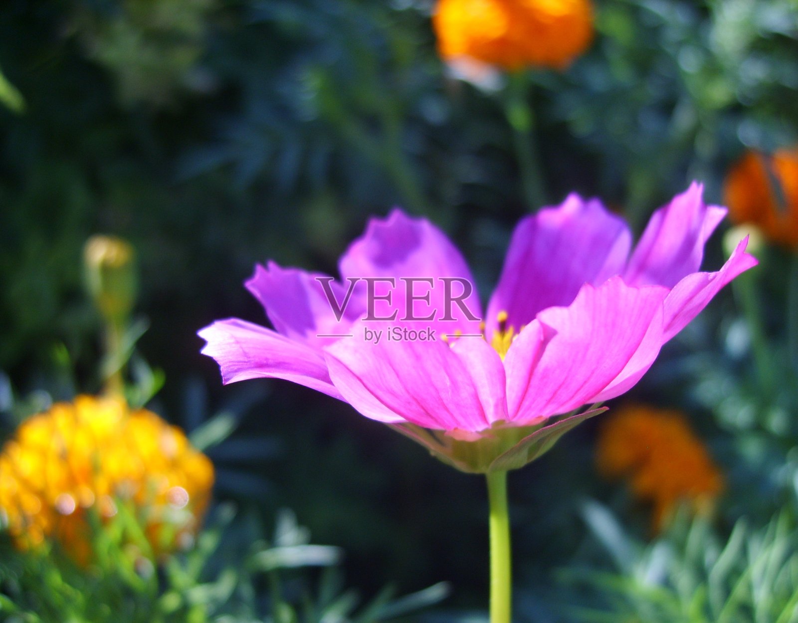 美丽娇艳、色彩鲜艳的花朵盛开着照片摄影图片