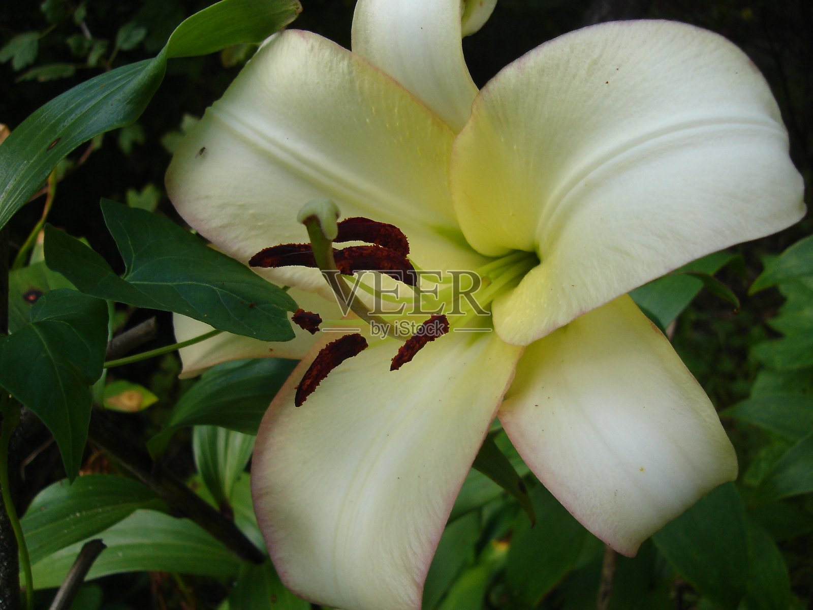 美丽娇艳、色彩鲜艳的花朵盛开着照片摄影图片