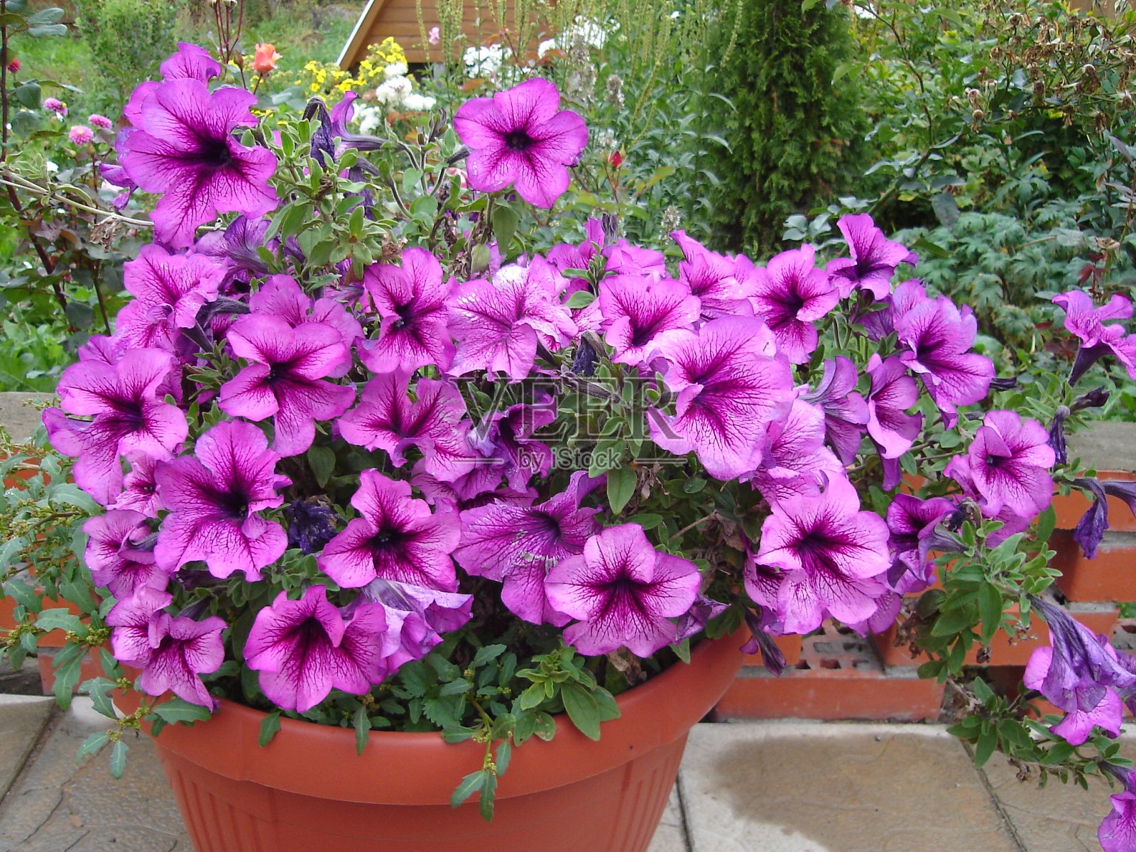 美丽娇艳、色彩鲜艳的花朵盛开着照片摄影图片