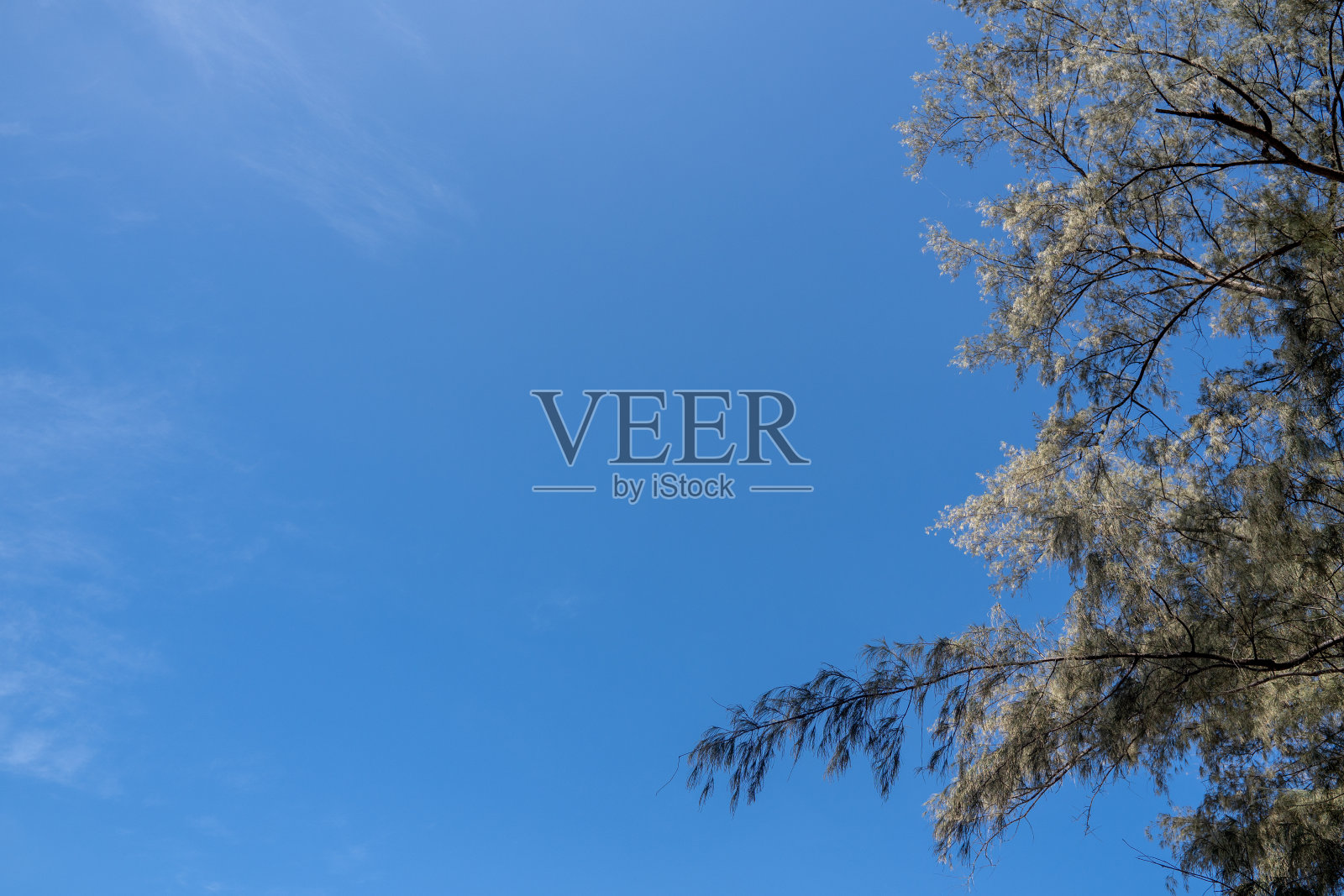 蓝色的天空和一点云彩和树枝的树的背景照片摄影图片