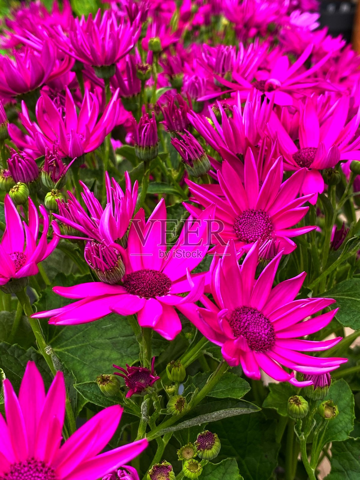 春天的花朵照片摄影图片