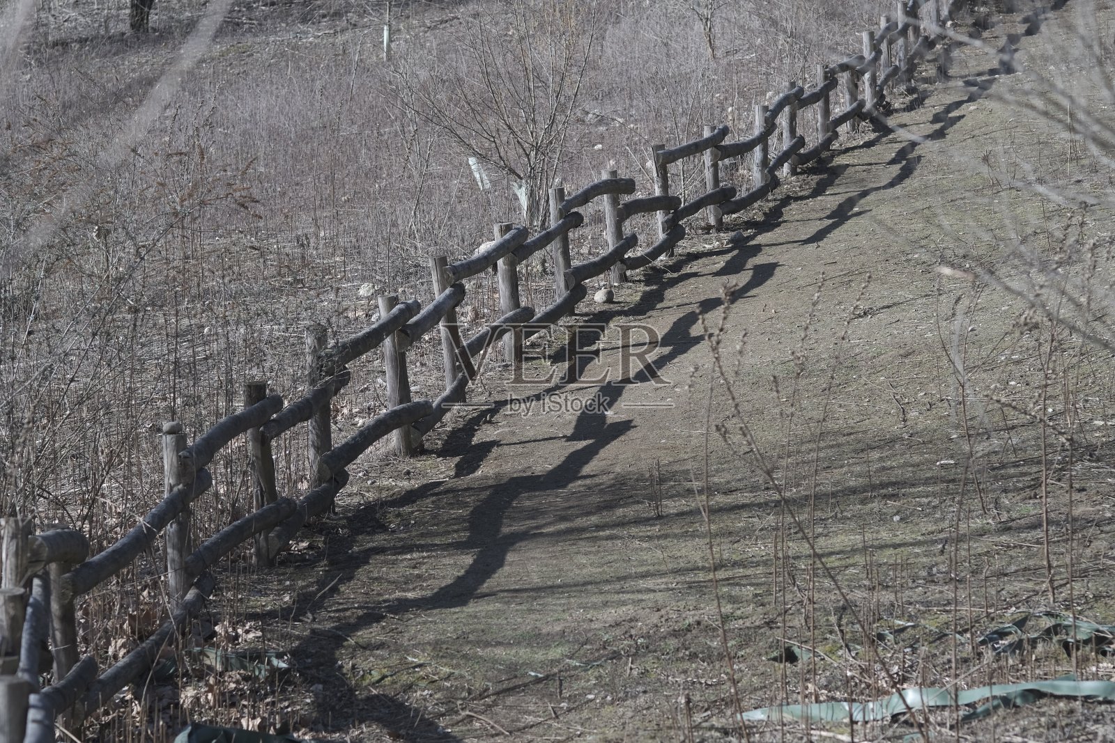 公园里的小巷照片摄影图片