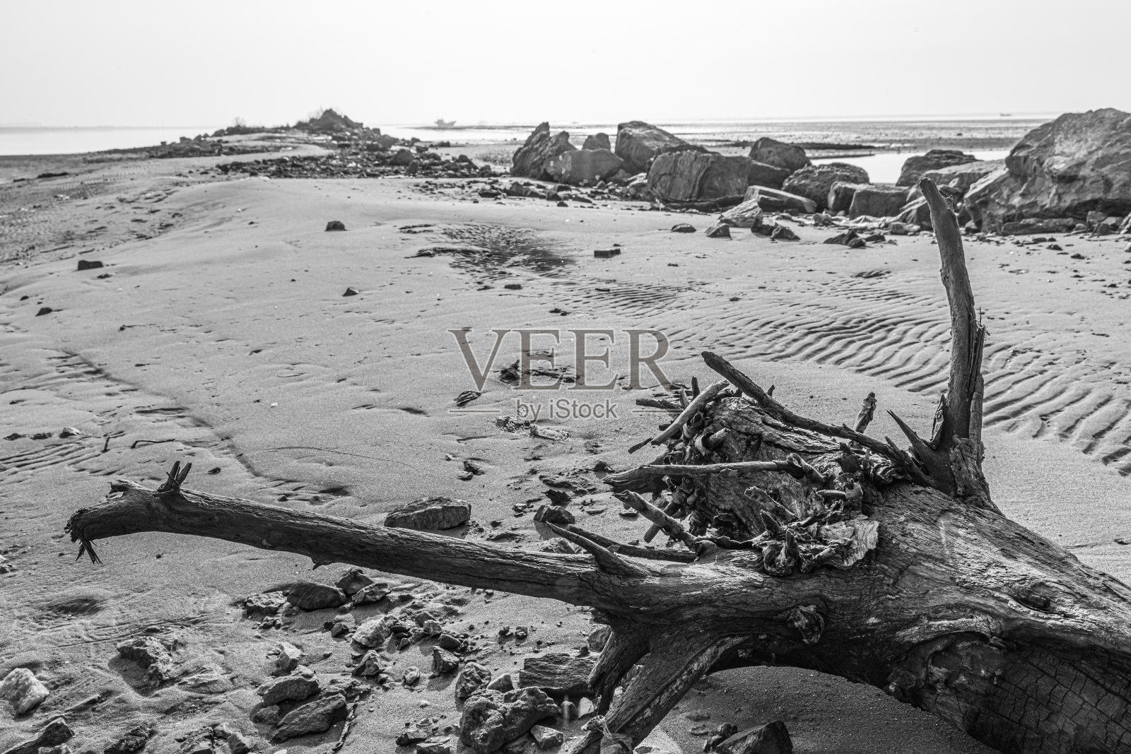 河岸上的枯木照片摄影图片