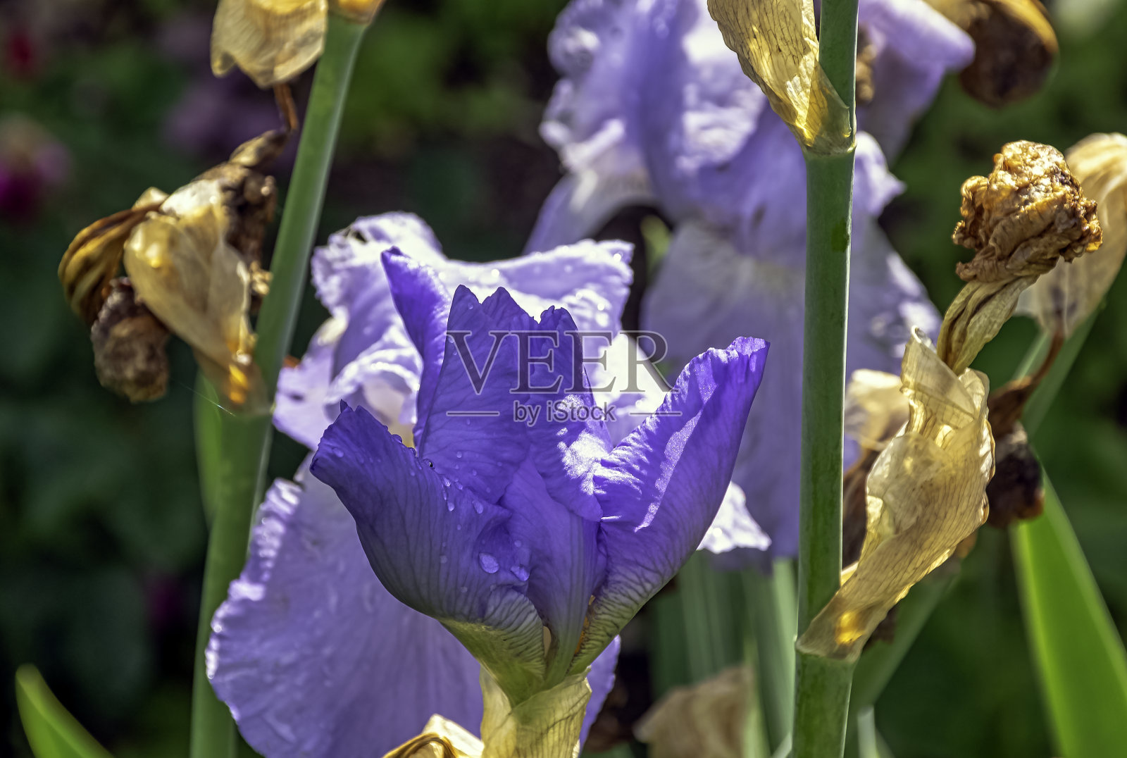 鸢尾被称为侏儒或矮鸢尾-自然杂交照片摄影图片