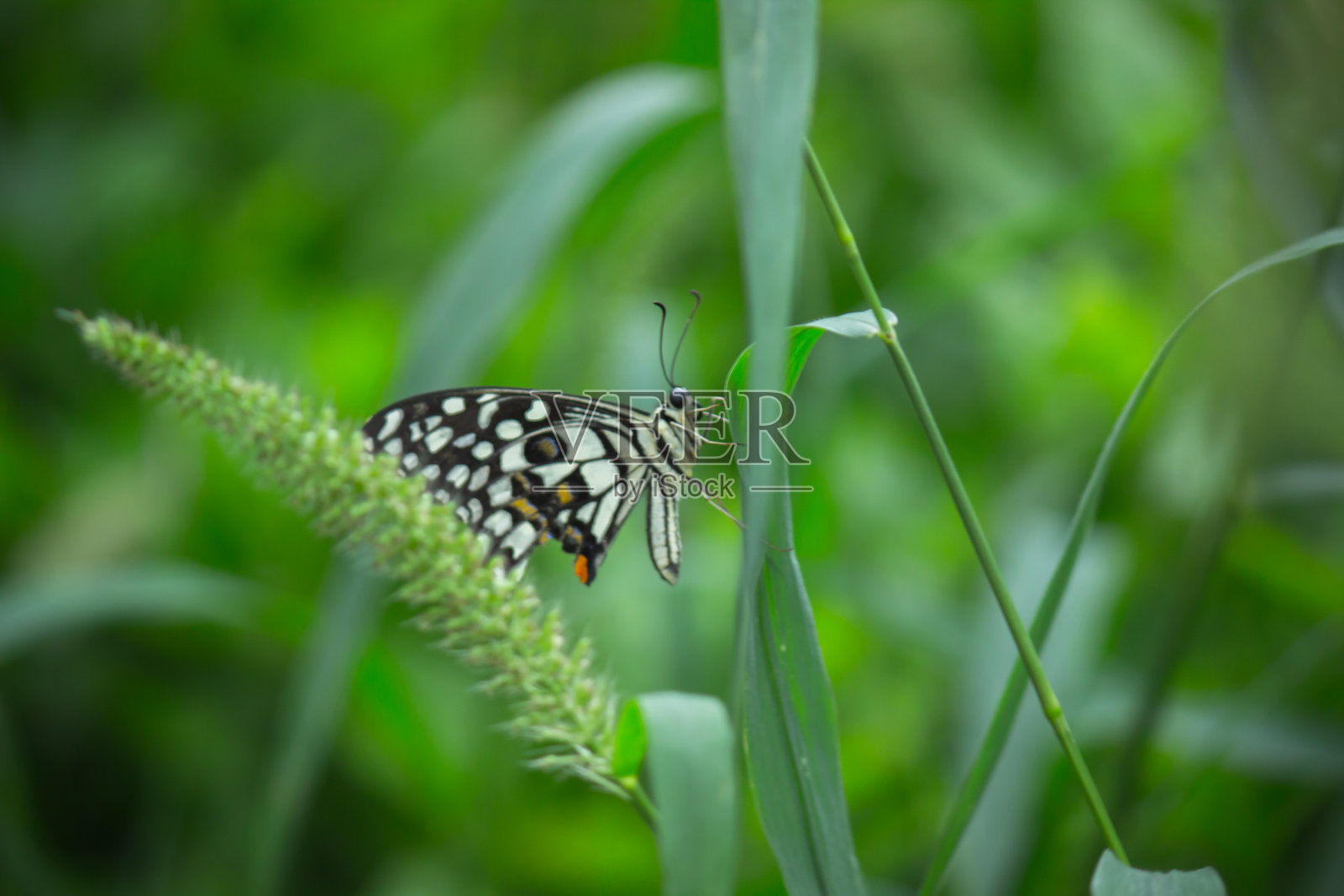 柠檬蝴蝶照片摄影图片