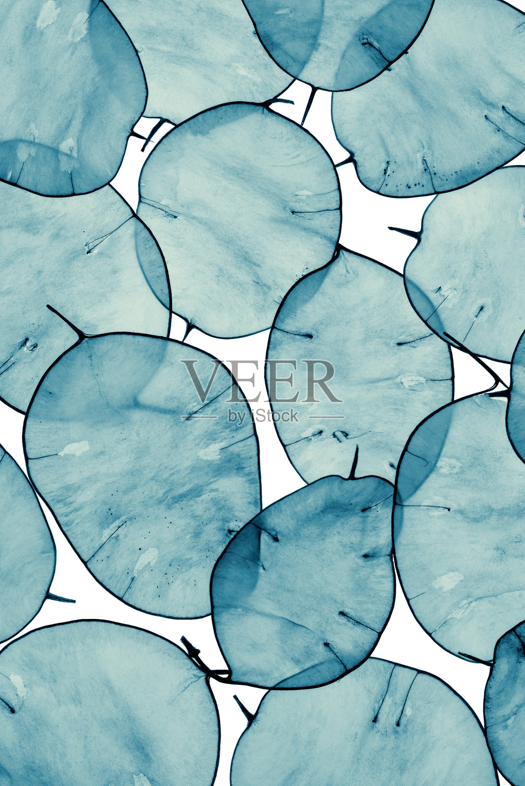 蓝色调银扇草照片摄影图片