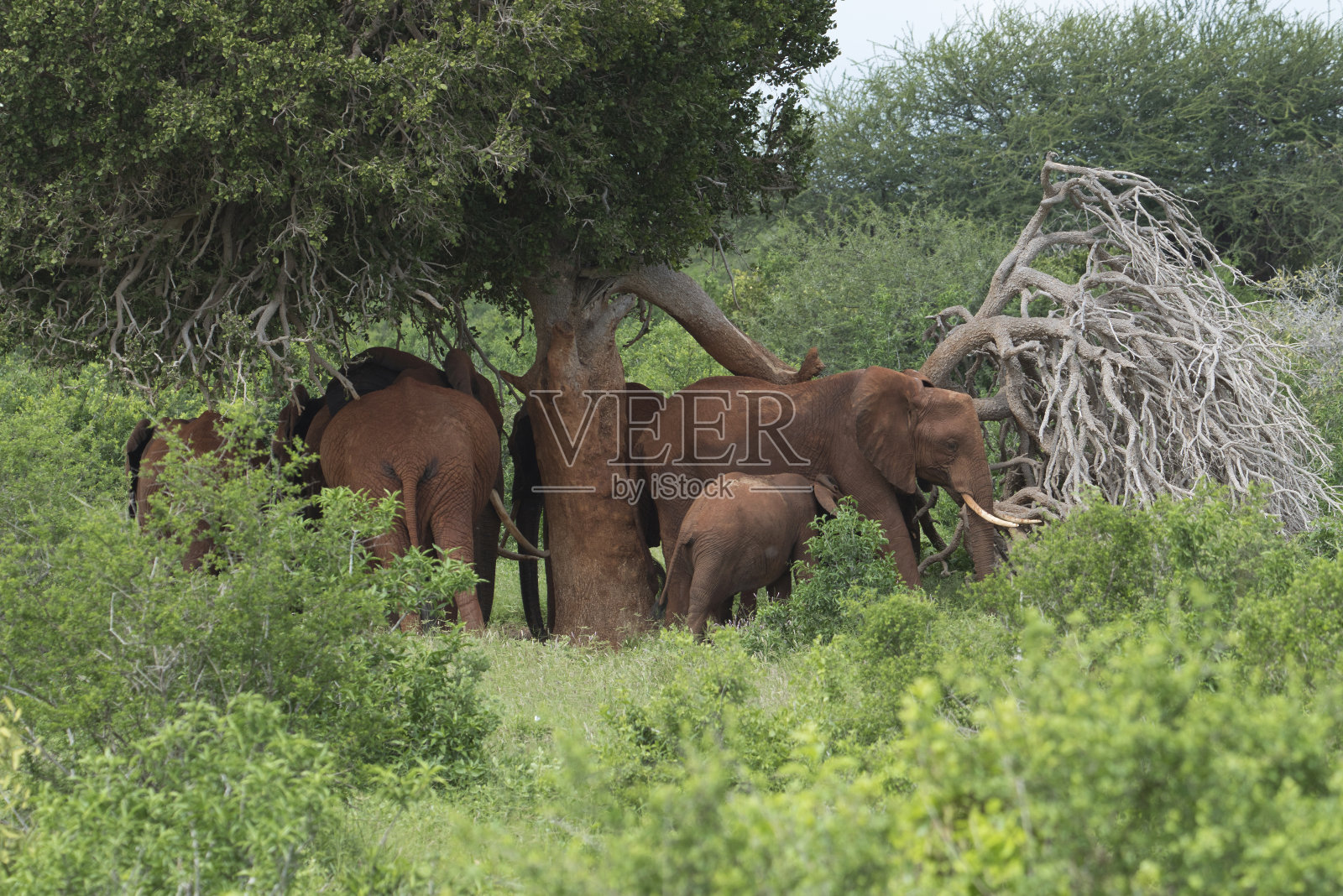 肯尼亚察沃东部和察沃西部国家公园的大象照片摄影图片