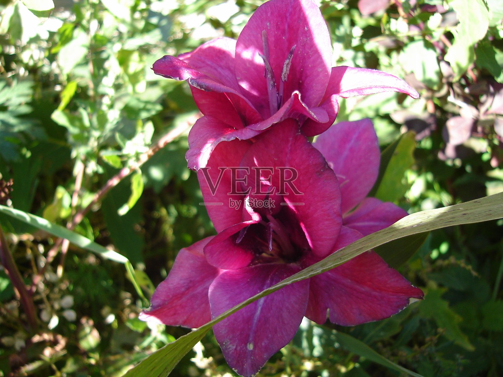 美丽娇艳、色彩鲜艳的花朵盛开着照片摄影图片