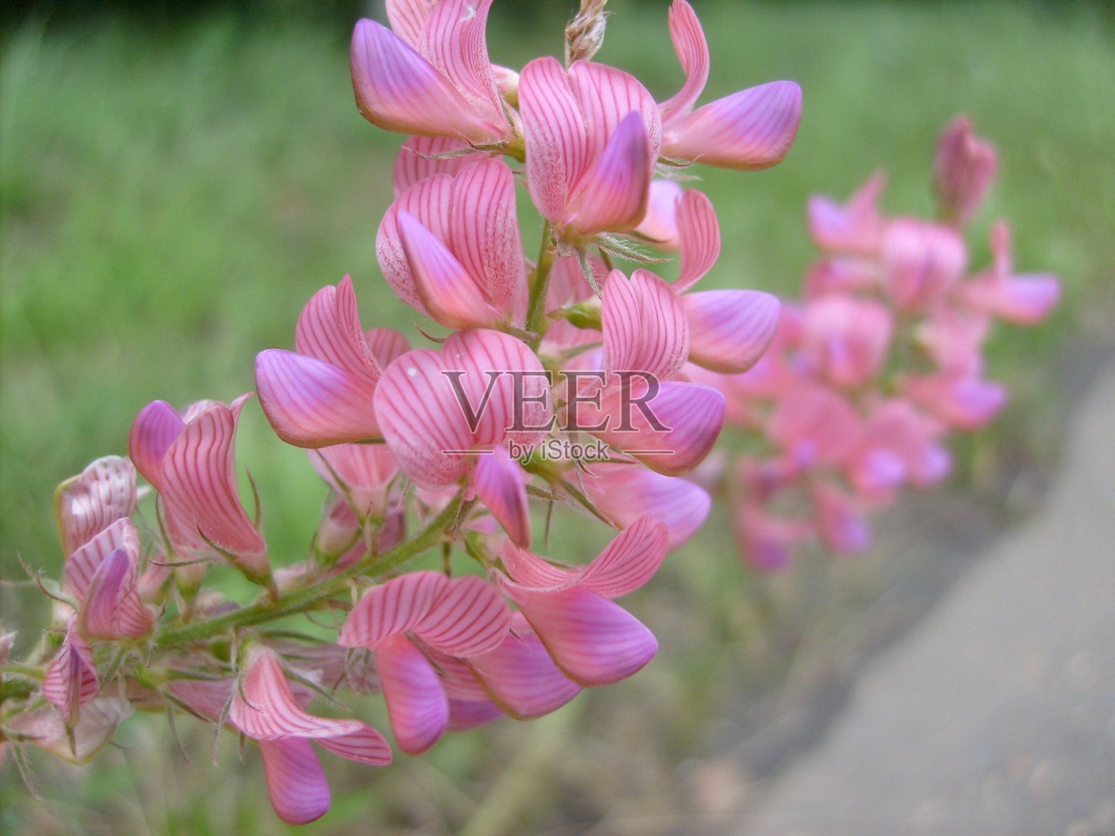美丽娇艳、色彩鲜艳的花朵盛开着照片摄影图片