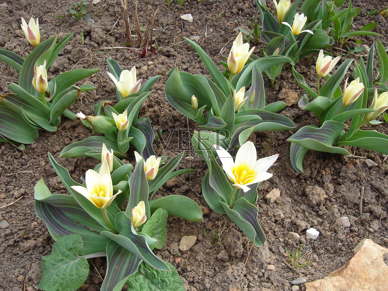 美丽娇艳、色彩鲜艳的花朵盛开着照片摄影图片