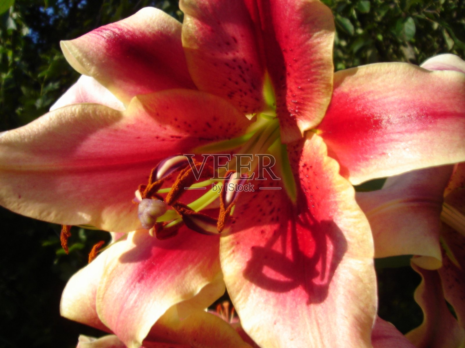 美丽娇艳、色彩鲜艳的花朵盛开着照片摄影图片