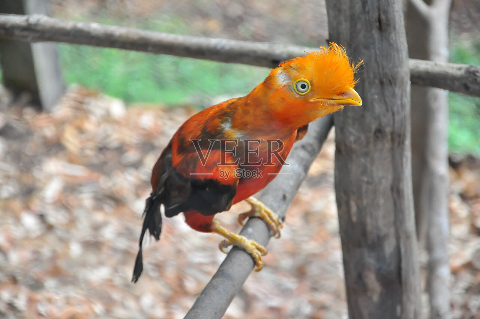 一只橙色的安第斯雄鸡照片摄影图片