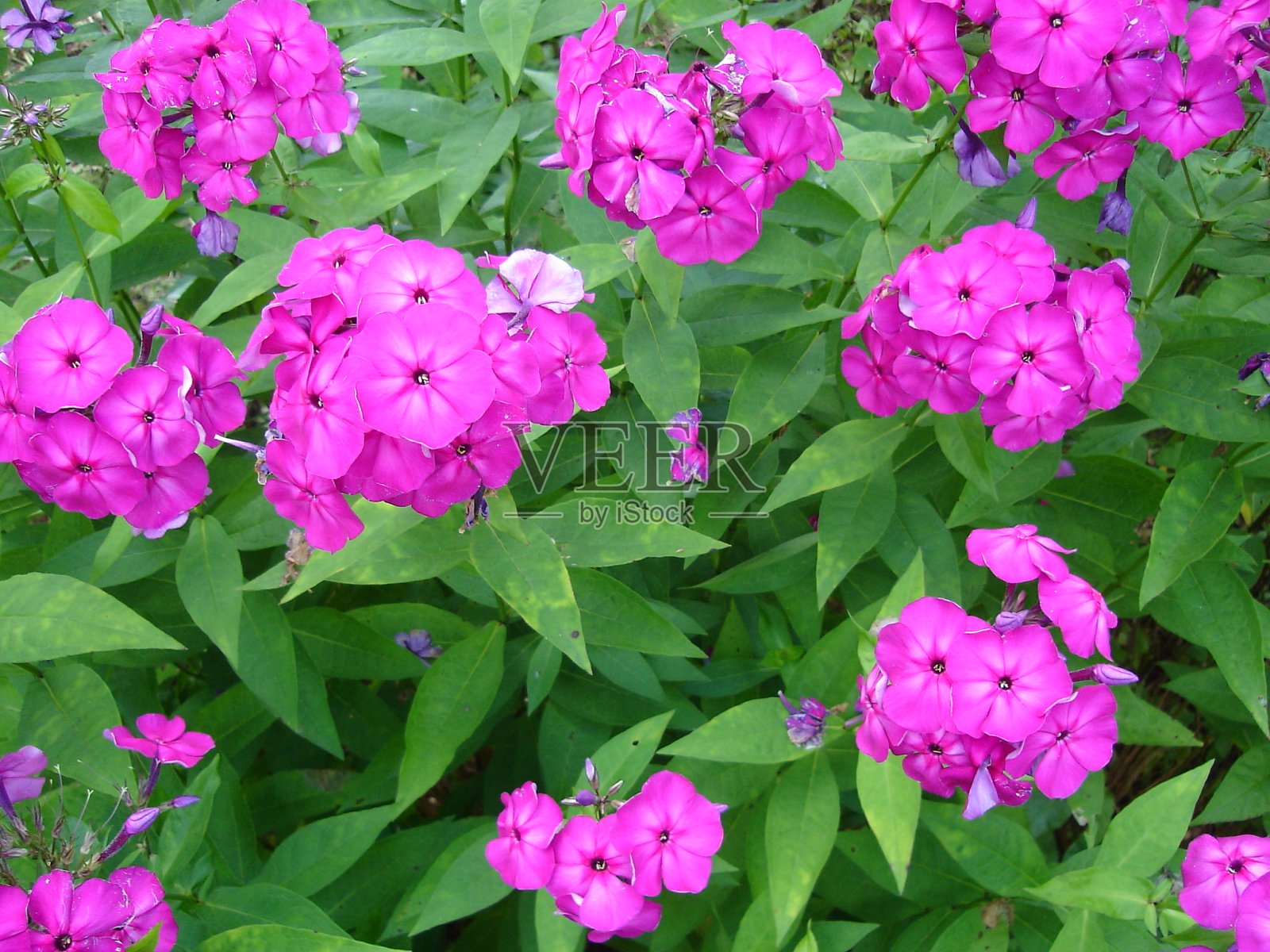 美丽娇艳、色彩鲜艳的花朵盛开着照片摄影图片