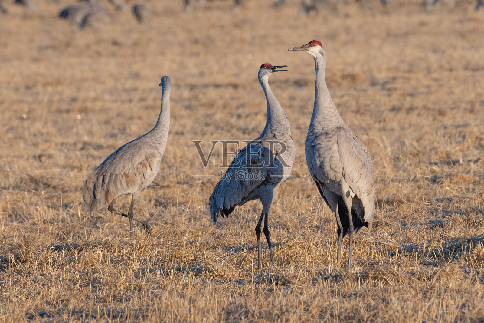 科罗拉多州的迁徙沙丘鹤正在进行交配舞蹈仪式照片摄影图片