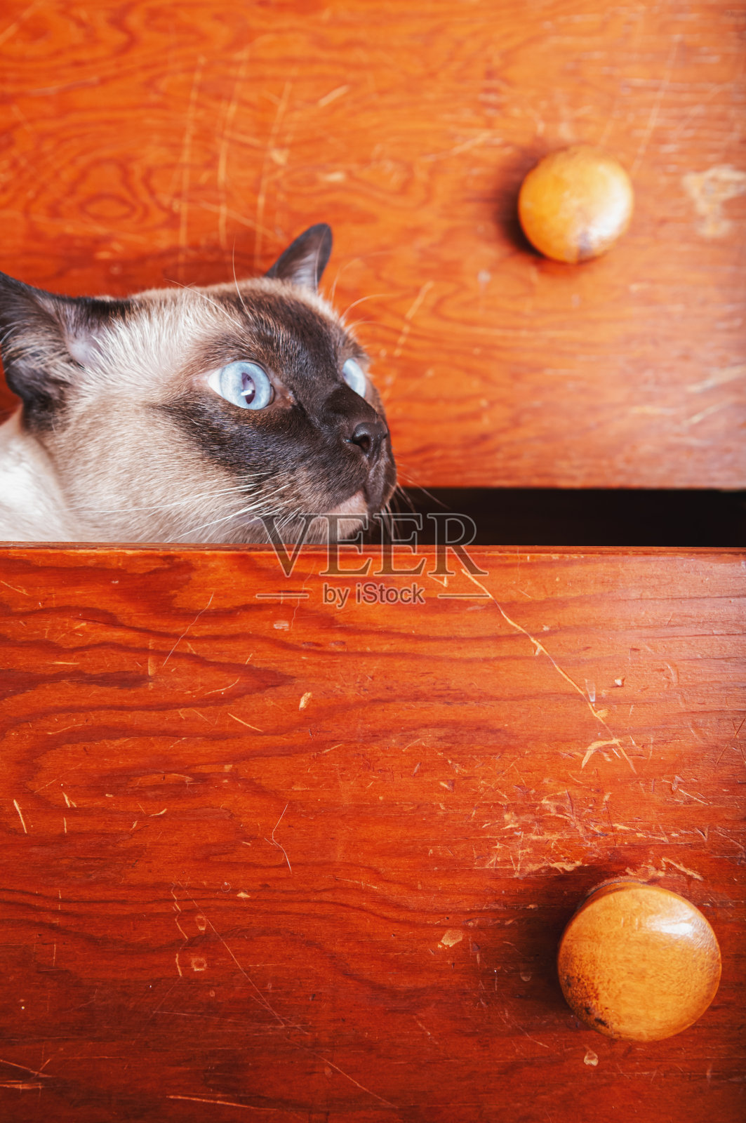 东奇尼猫的猫照片摄影图片