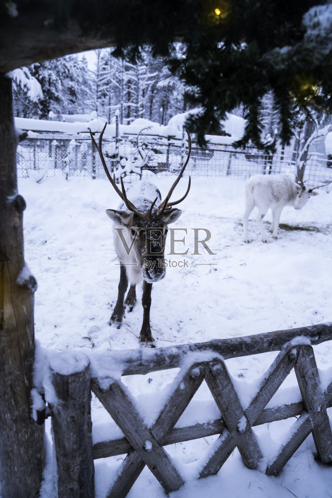 驯鹿为圣诞节做好了准备照片摄影图片