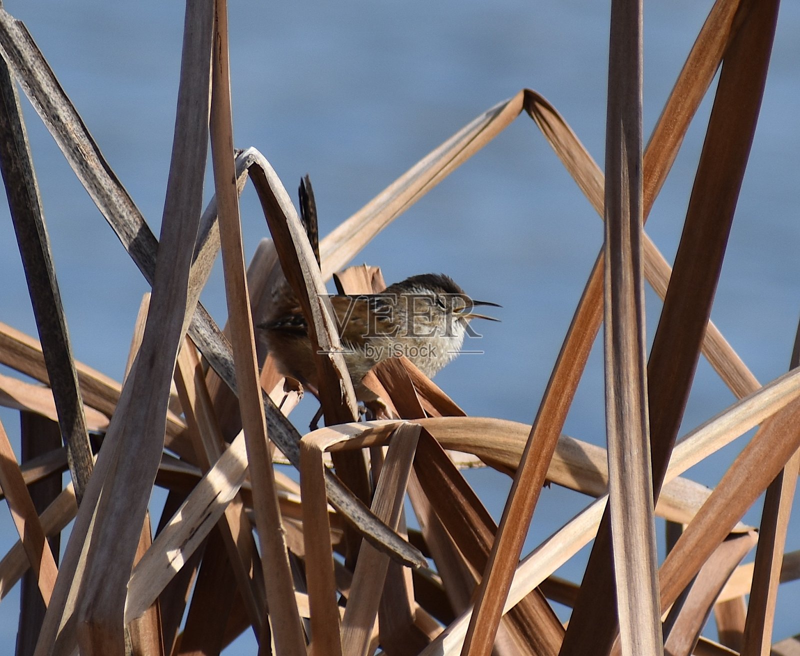 一只雄性沼泽鹪鹩闭着眼睛，在干燥的芦苇丛中唱出自己的心声照片摄影图片