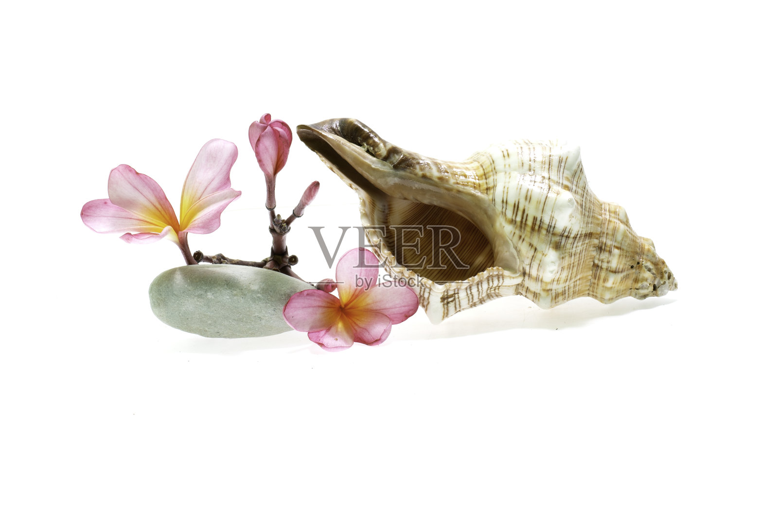 蛋壳上的鸡蛋花。照片摄影图片