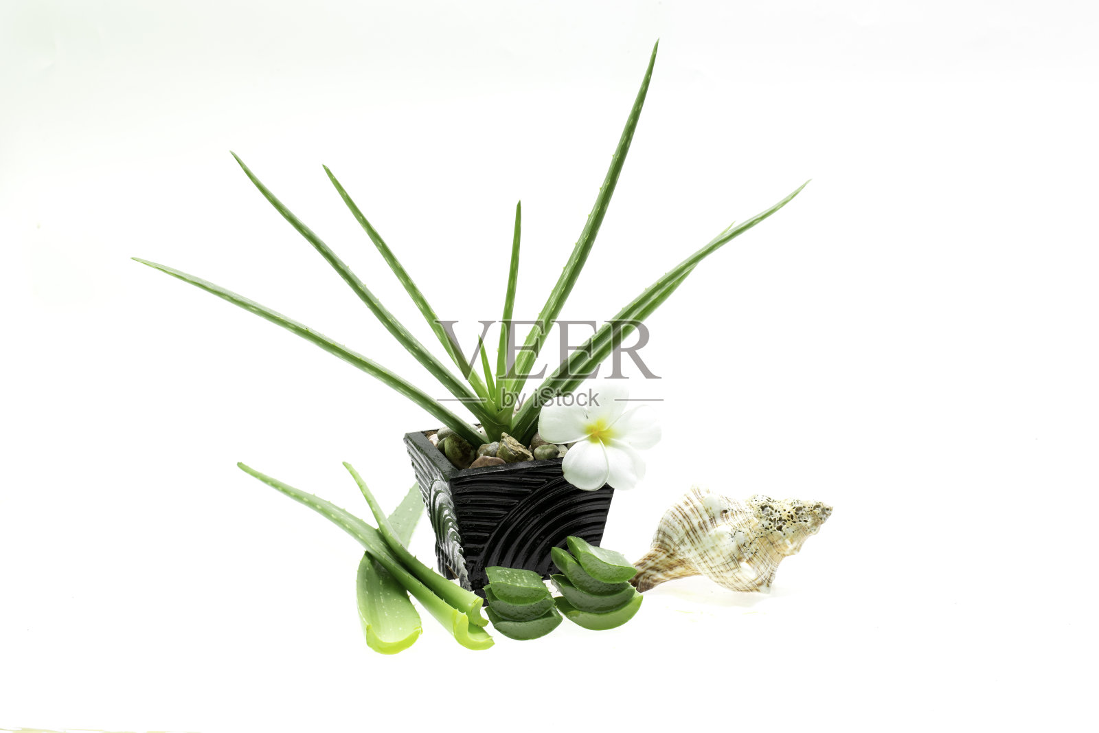 芦荟植物在白色的背景盆栽照片摄影图片