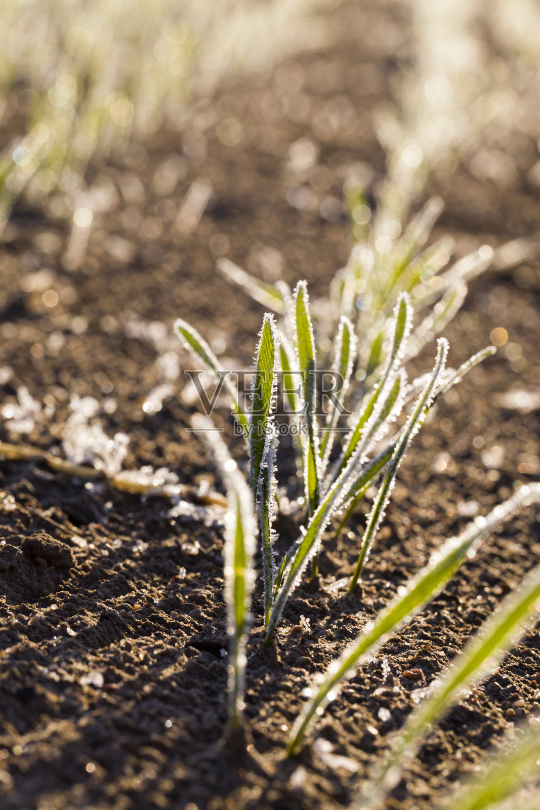 小麦草照片摄影图片