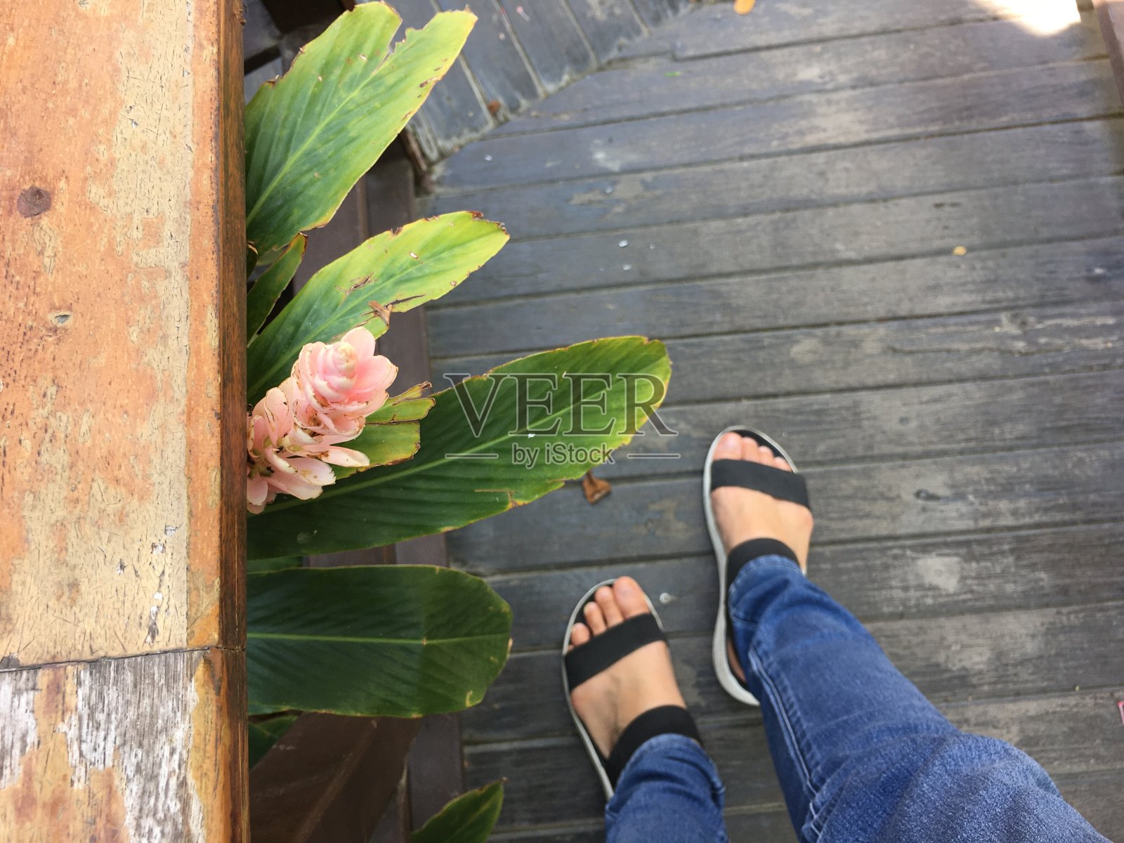 人行道上盛开着粉红色的花照片摄影图片