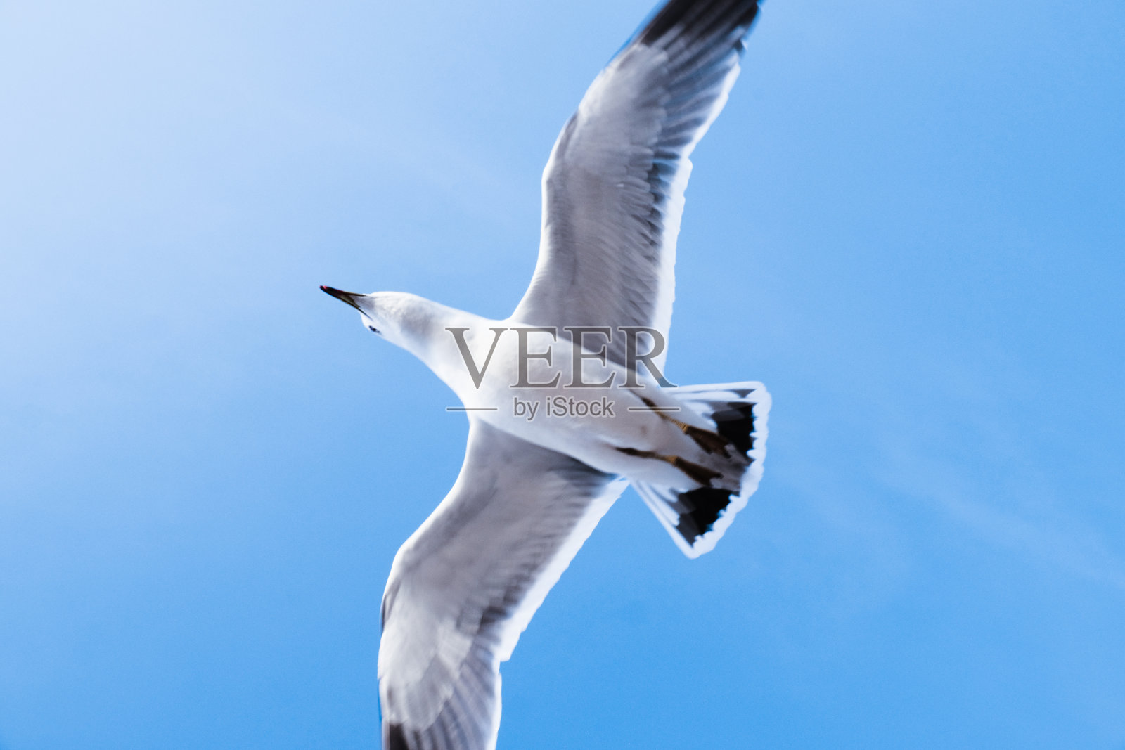 海鸥的梦想照片摄影图片