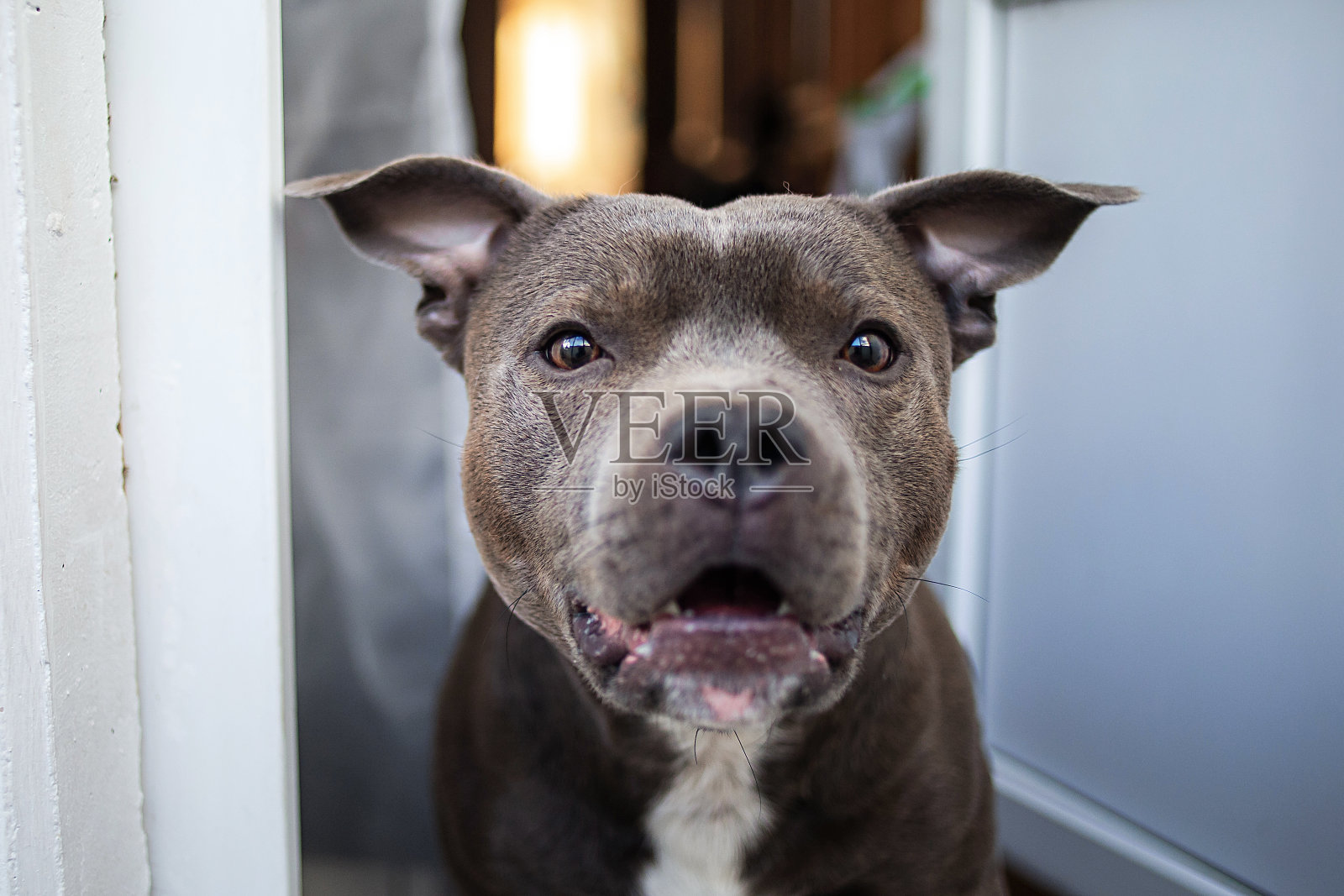 站在门口，惊讶地看着镜头的纯种犬照片摄影图片