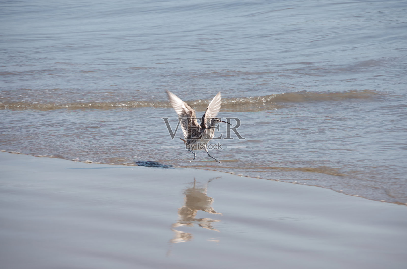 鹬着陆照片摄影图片