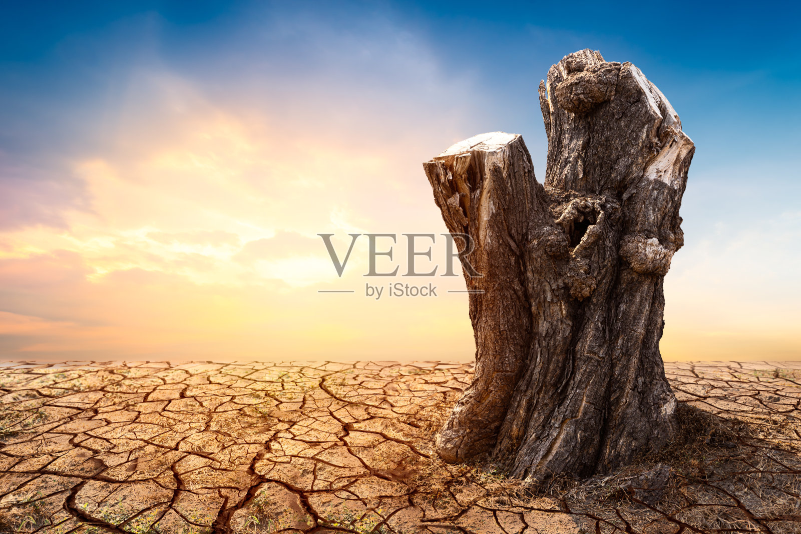 干地上的树桩照片摄影图片