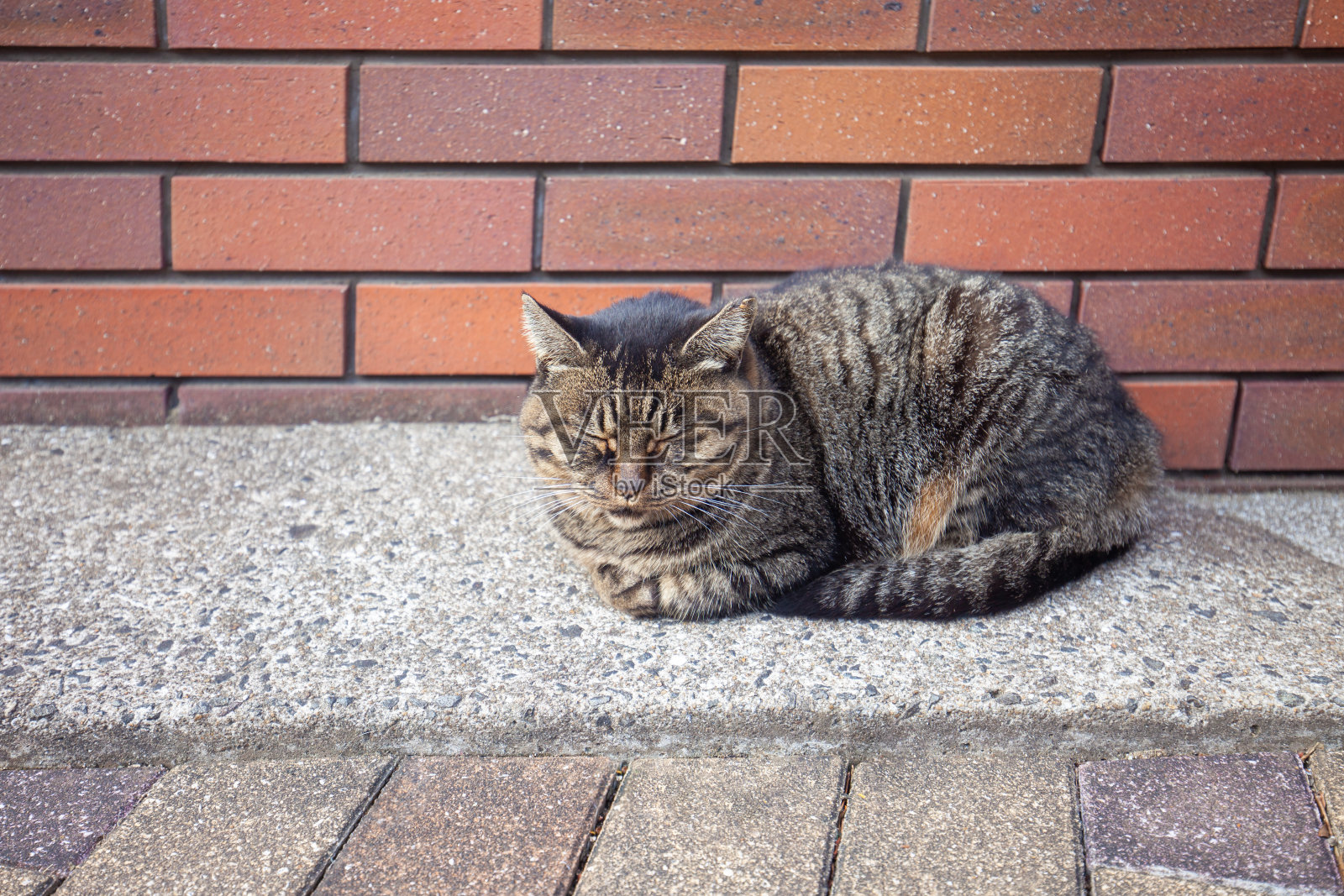 小花猫正带着黑色的肚子在古街上睡觉，懒懒的猫在太阳下伸懒腰睡觉。照片摄影图片