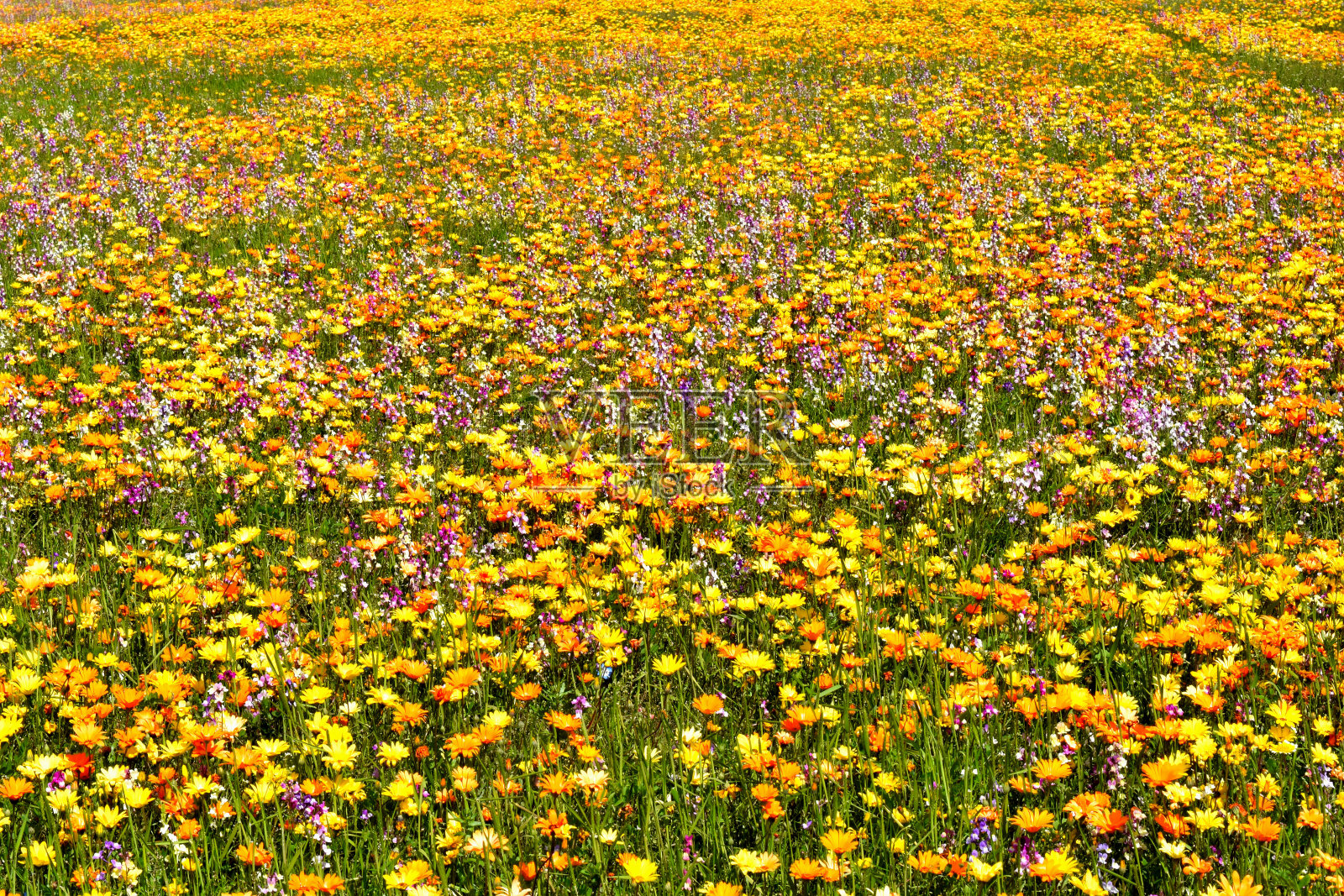 伊豆松崎花园照片摄影图片