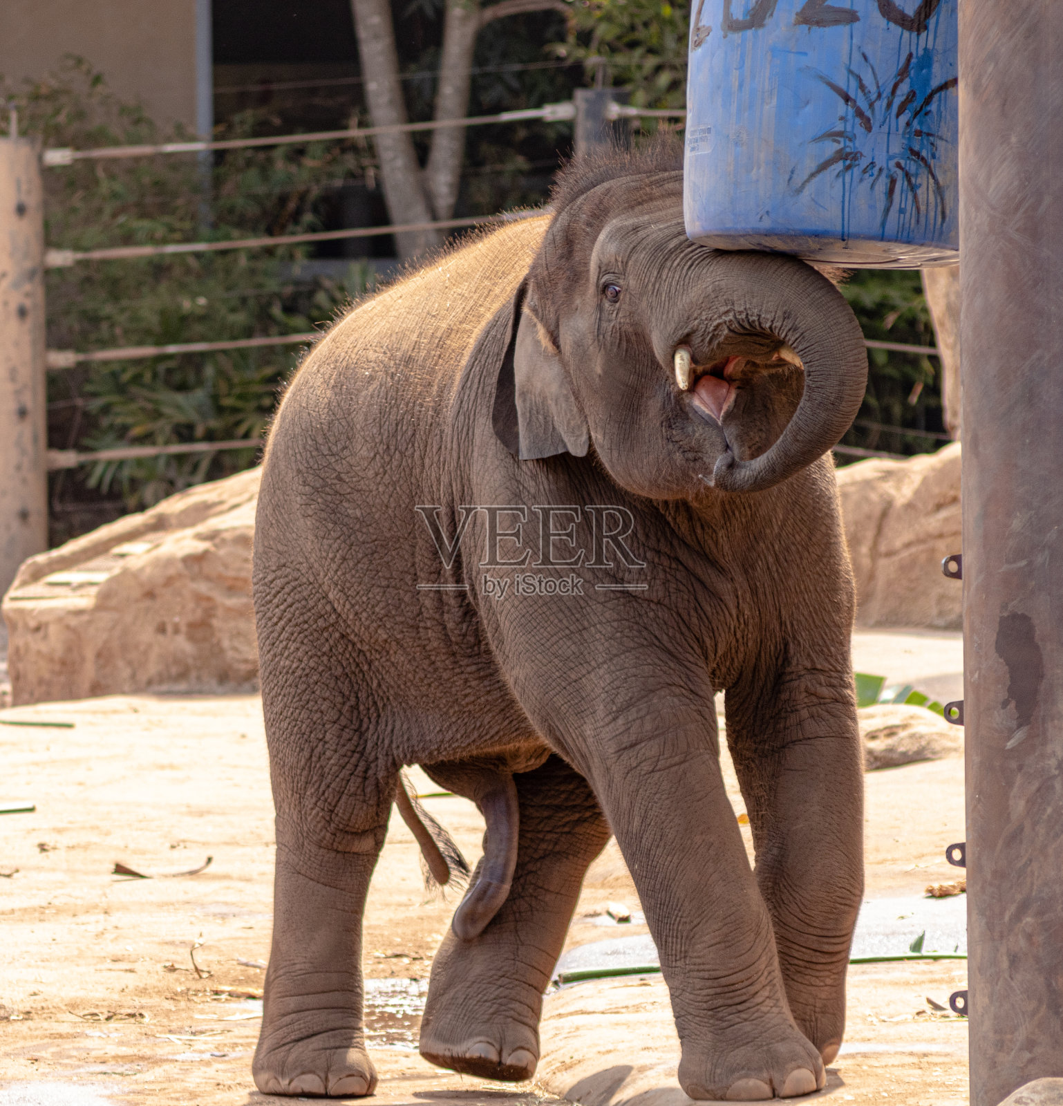 大象照片摄影图片