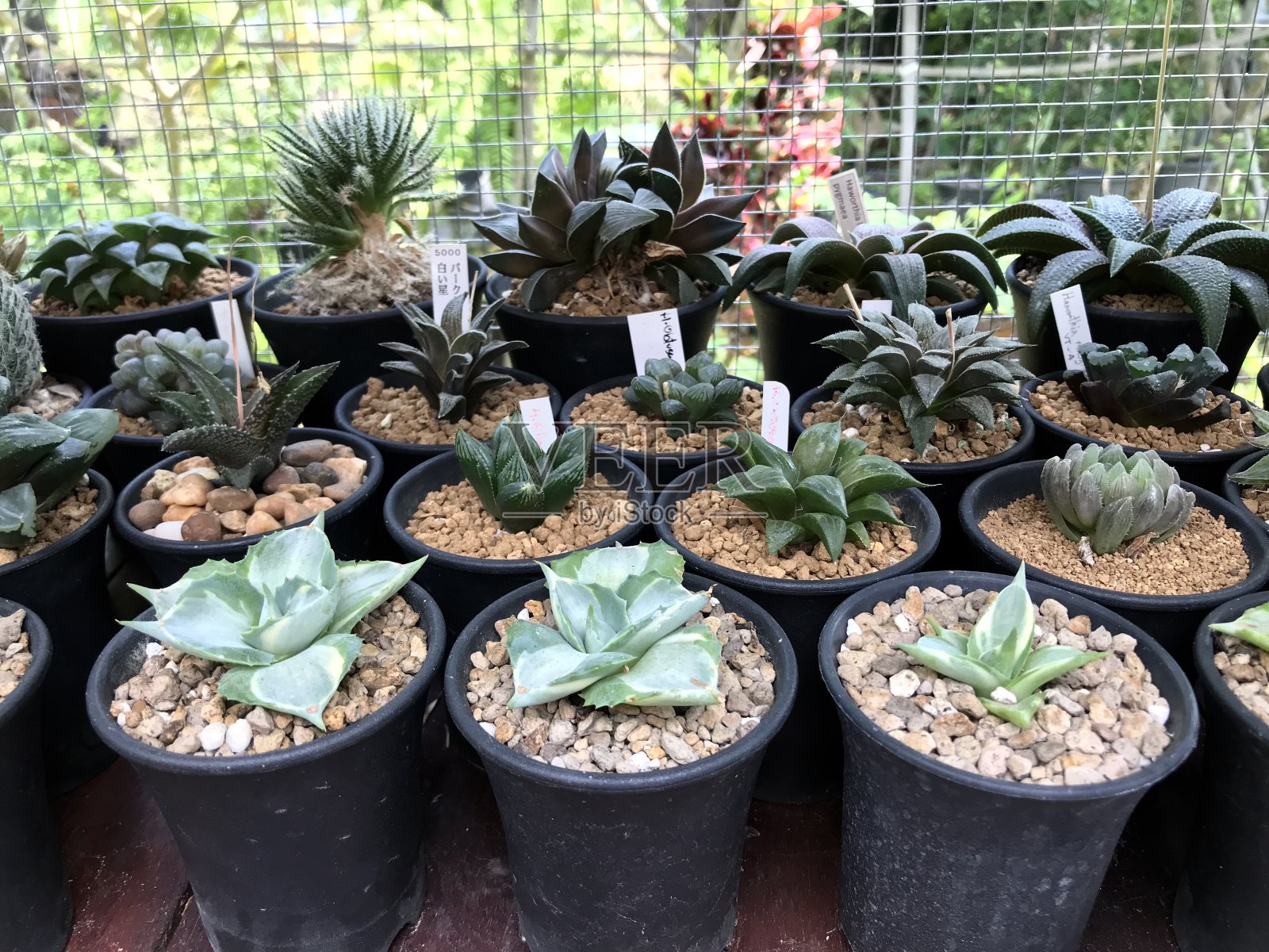 多肉植物家居和花园装饰照片摄影图片