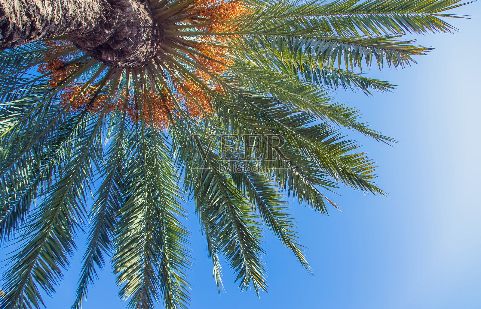棕榈树靠近天空的背景。有选择性的重点。照片摄影图片