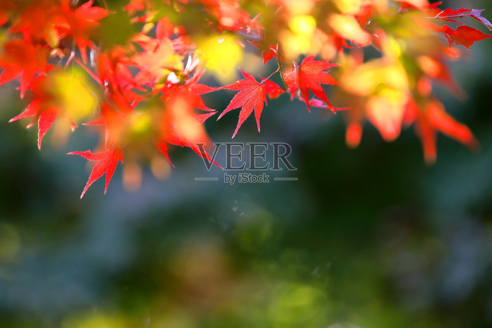 日本的秋叶照片摄影图片