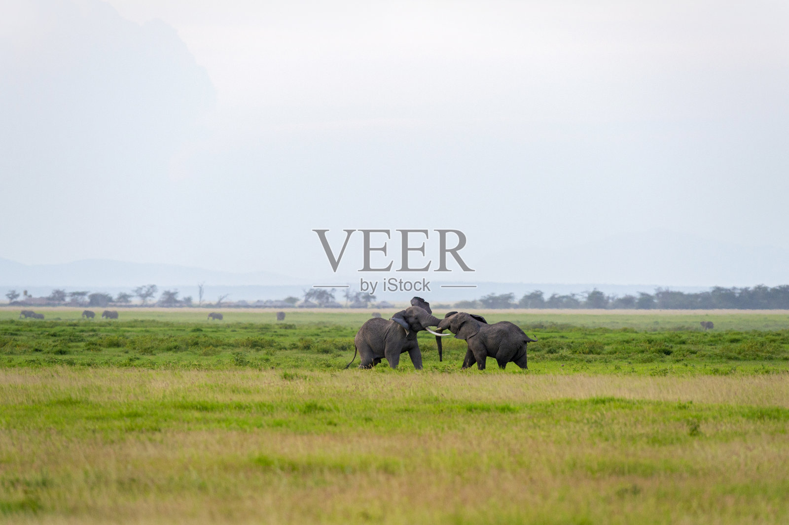 非洲安博塞利国家公园，大象大战照片摄影图片