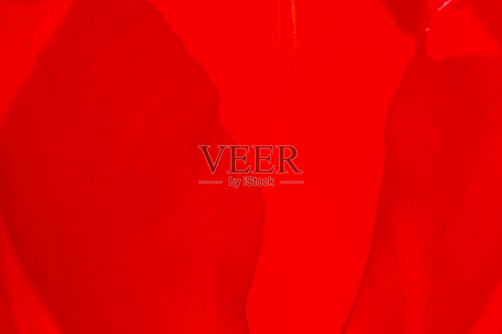 郁金香背景照片摄影图片