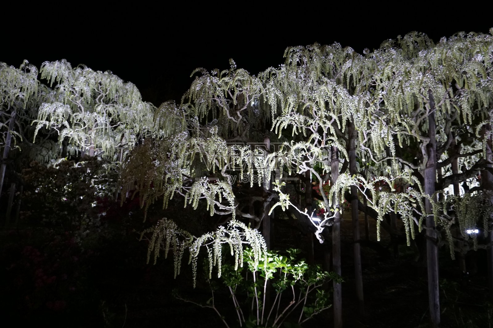 挂着一串串白色的紫藤树，夜晚灯火通明。日本的春天照片摄影图片