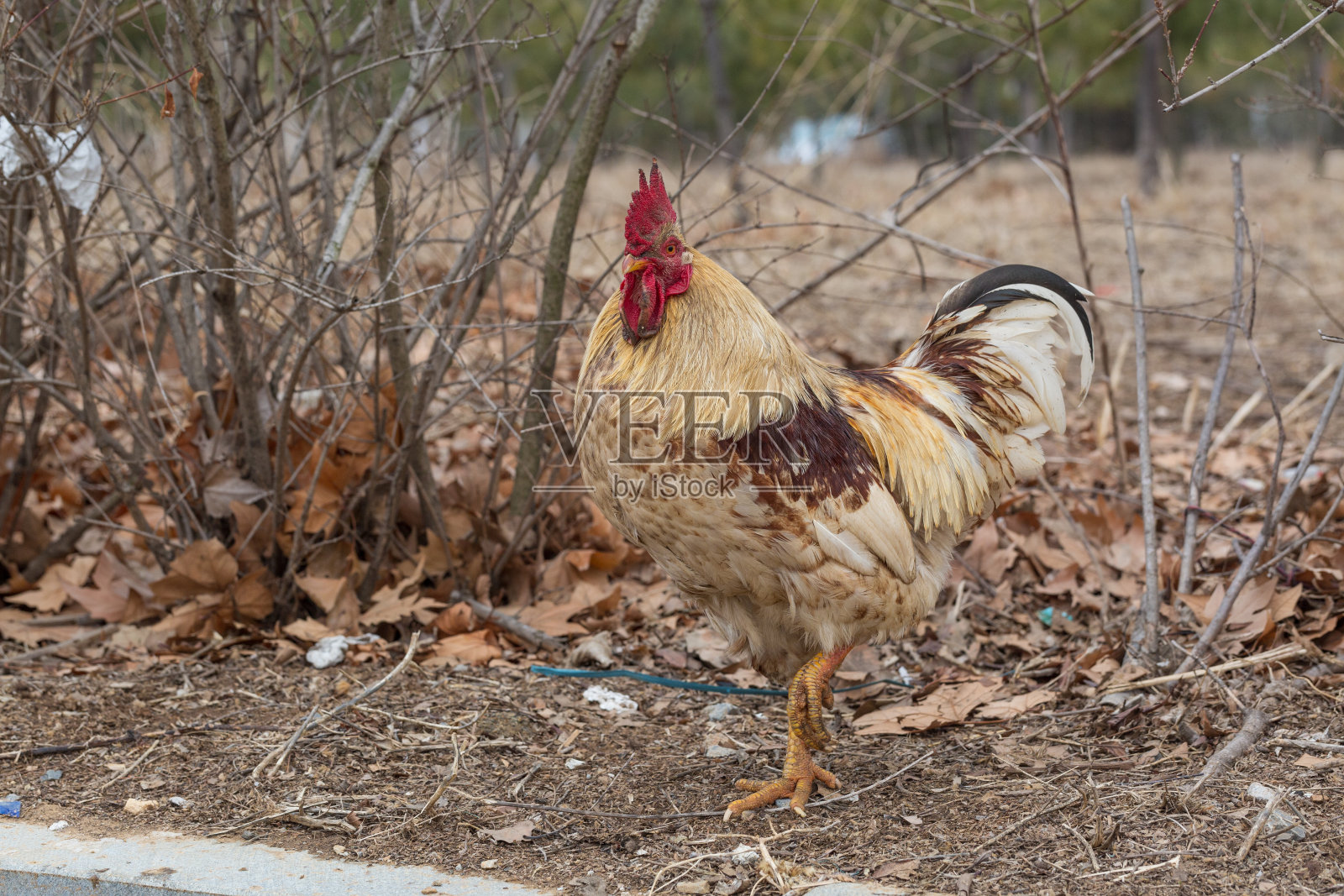 草地里的公鸡在树林外面照片摄影图片