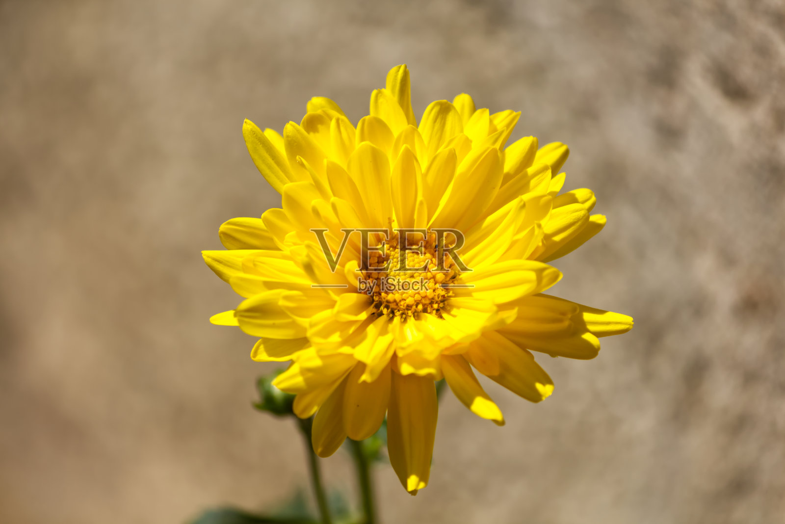 普通的蒲公英或菊花照片摄影图片