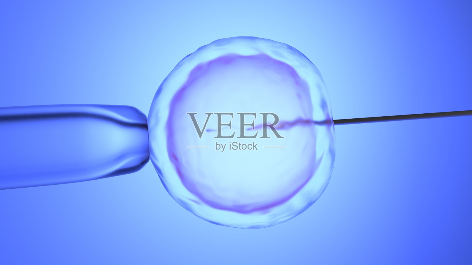 体外受精，人工授精。蓝色梯度。3 d渲染。照片摄影图片