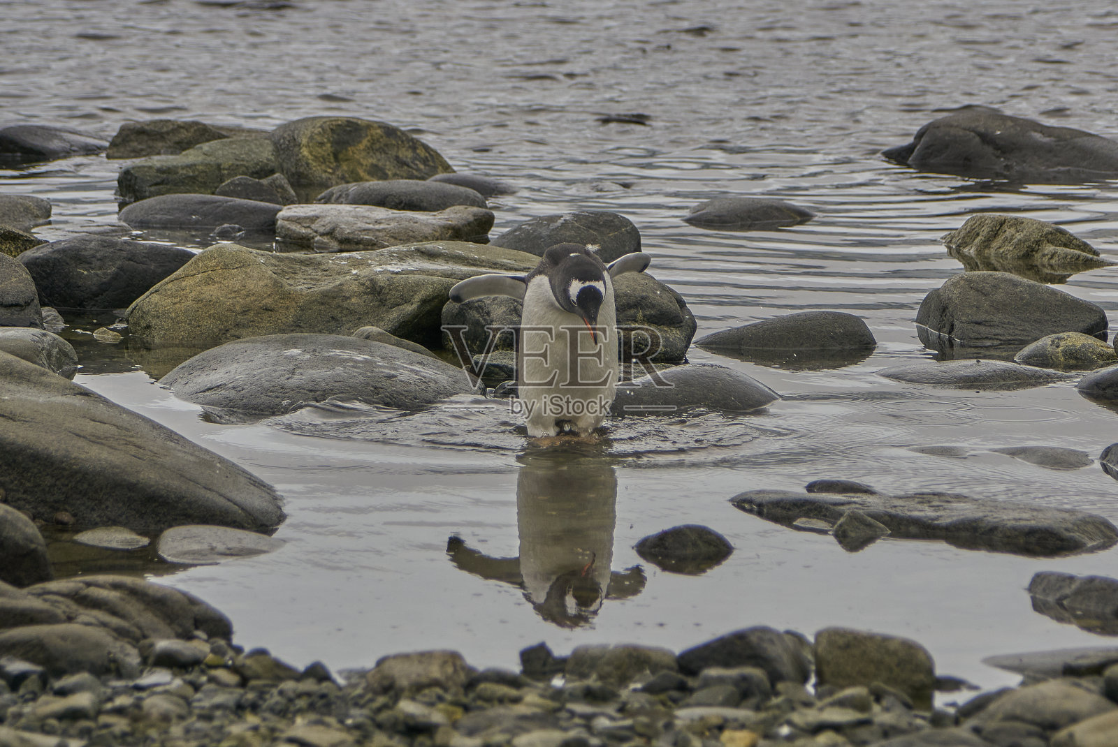野生巴布亚企鹅在壮观的风景南极半岛在大南大洋照片摄影图片