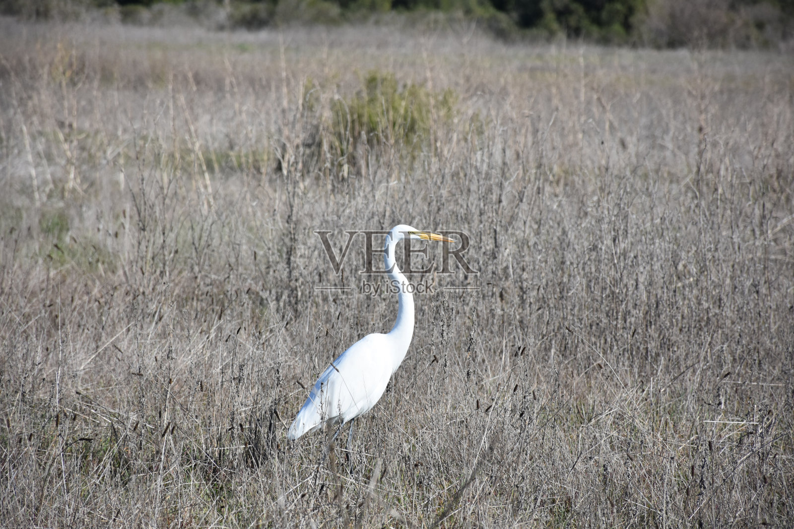 令人惊叹的野生大白鹭照片摄影图片
