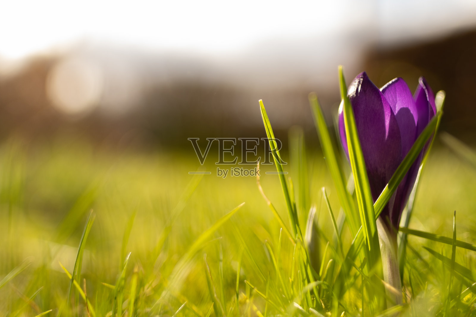 春天的紫色番红花照片摄影图片